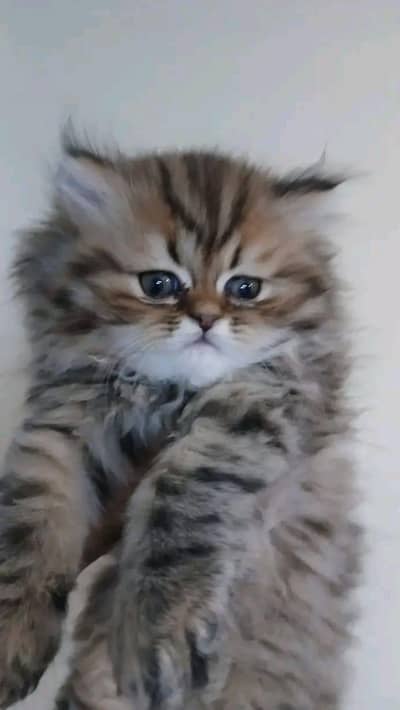 Quality Persian Kittens 3 Coated \/\/atsp 03 | 40 | 482 | 6941:-! :-!