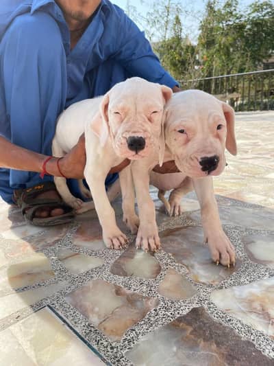 Dogo Argentino Puppis | Argentino Show Class Pupps For Sale | pupps