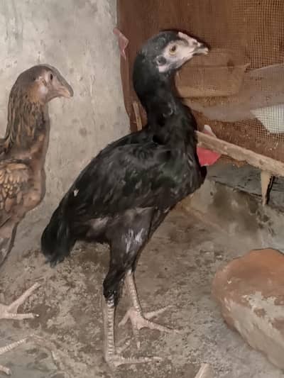 Shamo Aseel