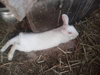 rabbit only 800