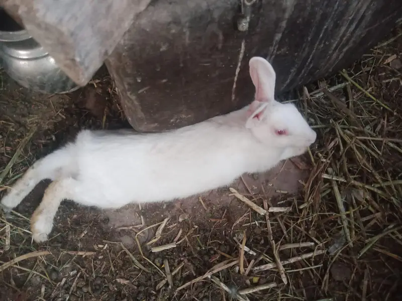 rabbit only 800