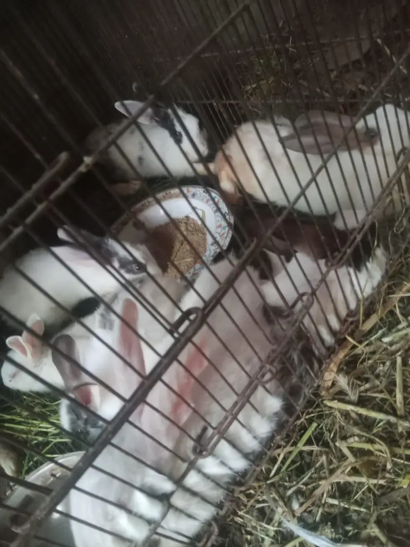 rabbit only 800 — photo 2