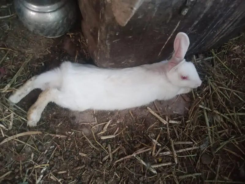 rabbit only 800 — photo 3