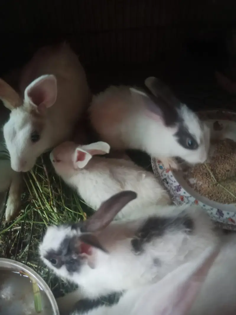 rabbit only 800 — photo 4
