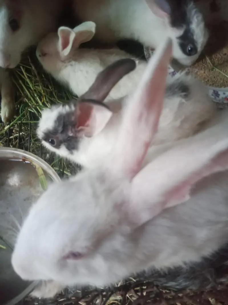 rabbit only 800 — photo 6