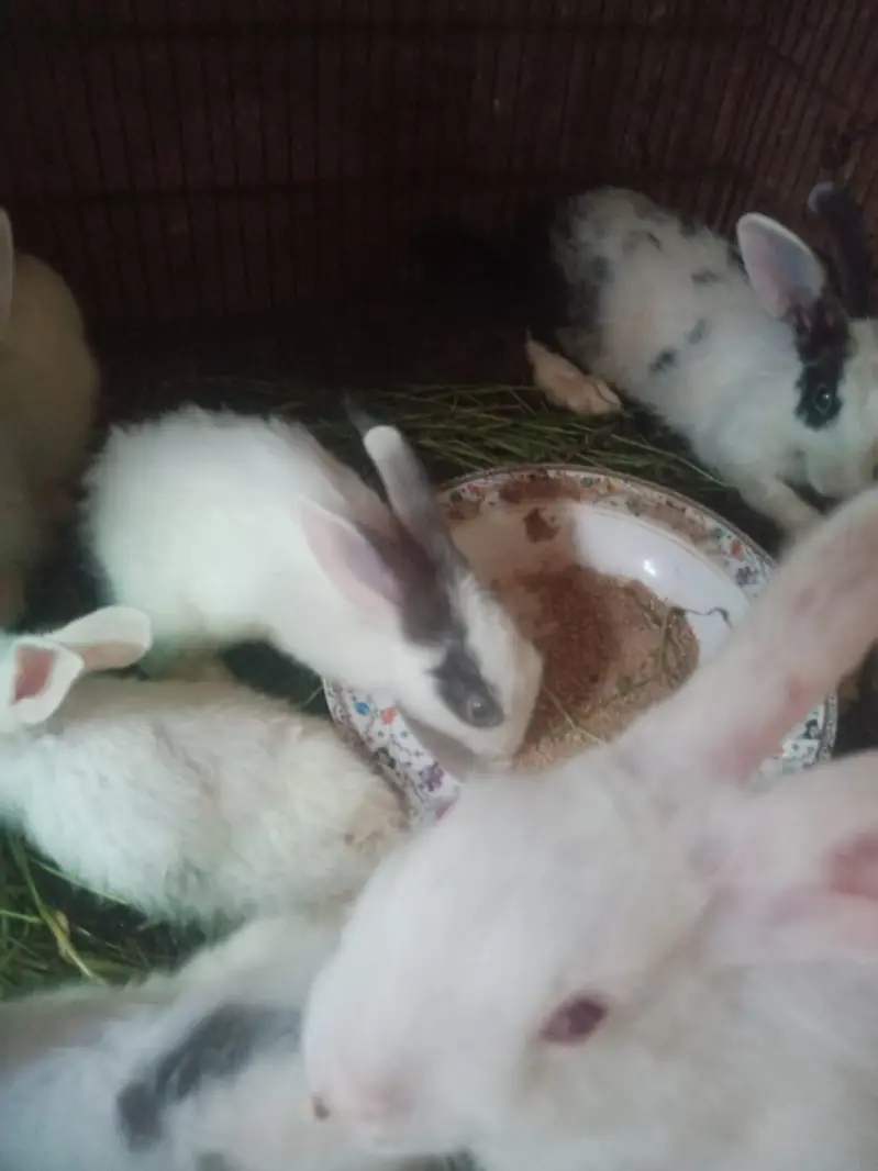 rabbit only 800 — photo 7