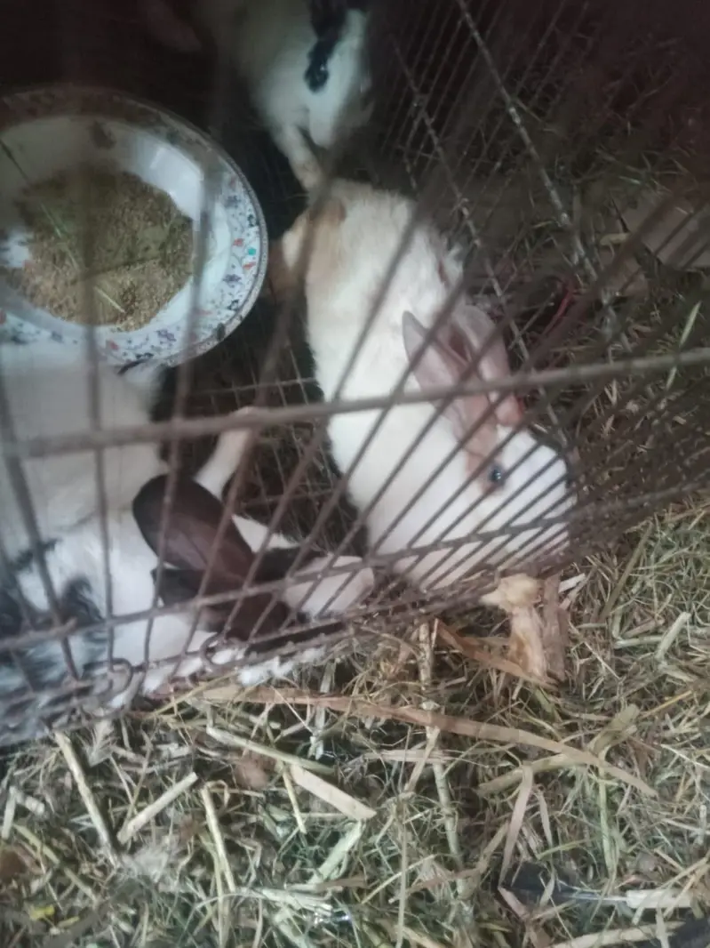 rabbit only 800 — photo 8