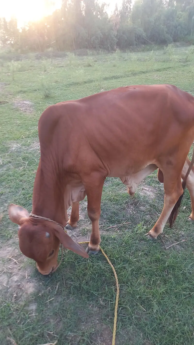 Kheera Bull for Sale — photo 4