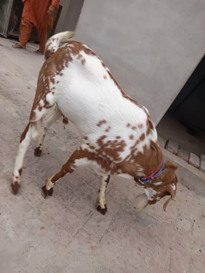 teddy Bakra