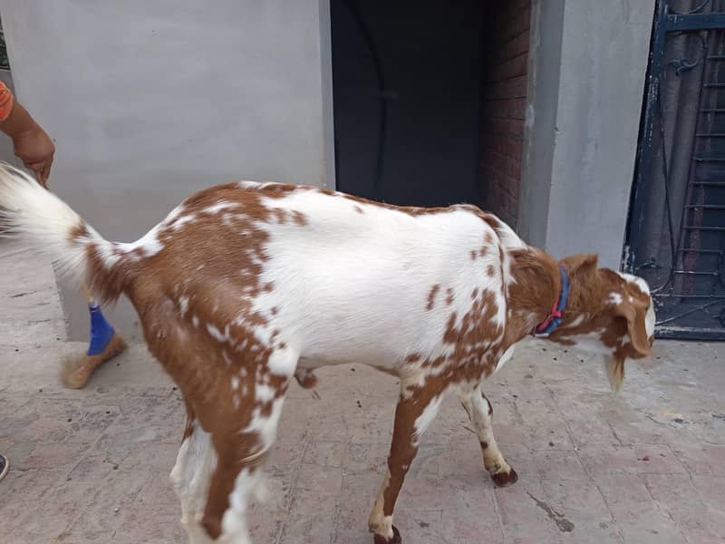 teddy Bakra 1
