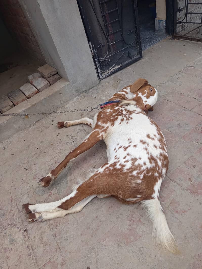 teddy Bakra 2
