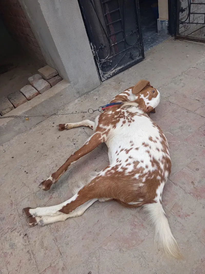 teddy Bakra — photo 3