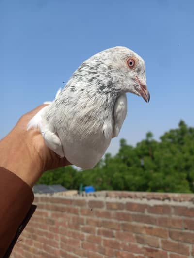 Golden male for sale  whatsapp number [0344***82***61***381]