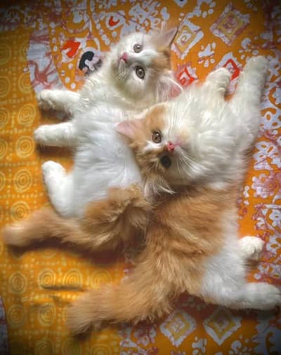 Quality Persian Kittens 3 Coated \/\/atsp 03 | 40 | 482 | 6941:-$