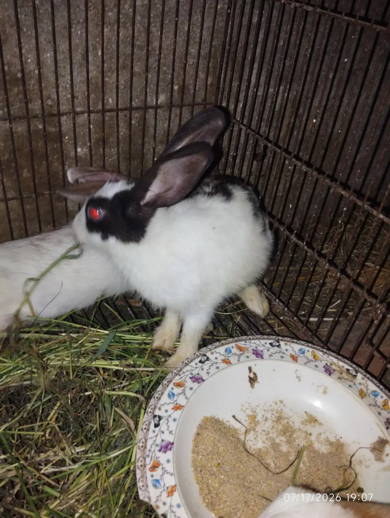 rabbit only 800 — photo 9