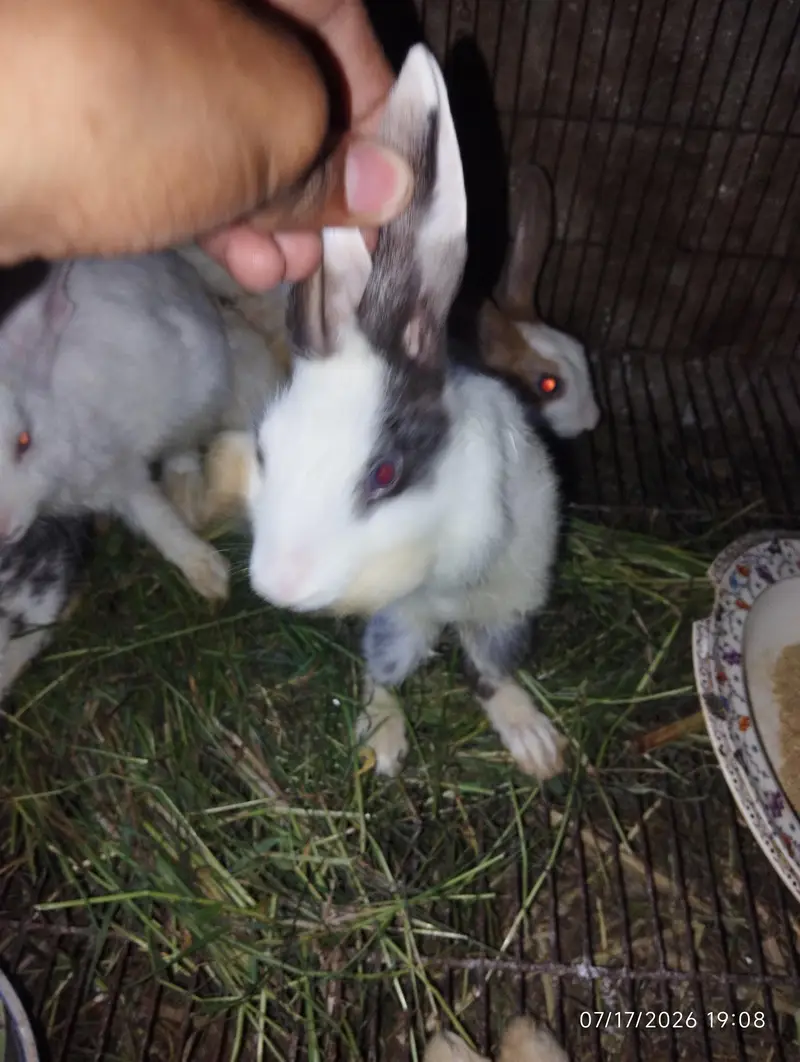 rabbit only 800 — photo 10