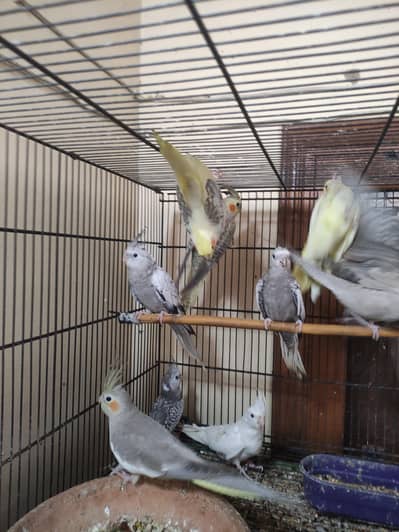 Cocktail Parrot for Sale