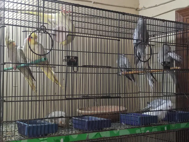 Cocktail Parrot for Sale — photo 3