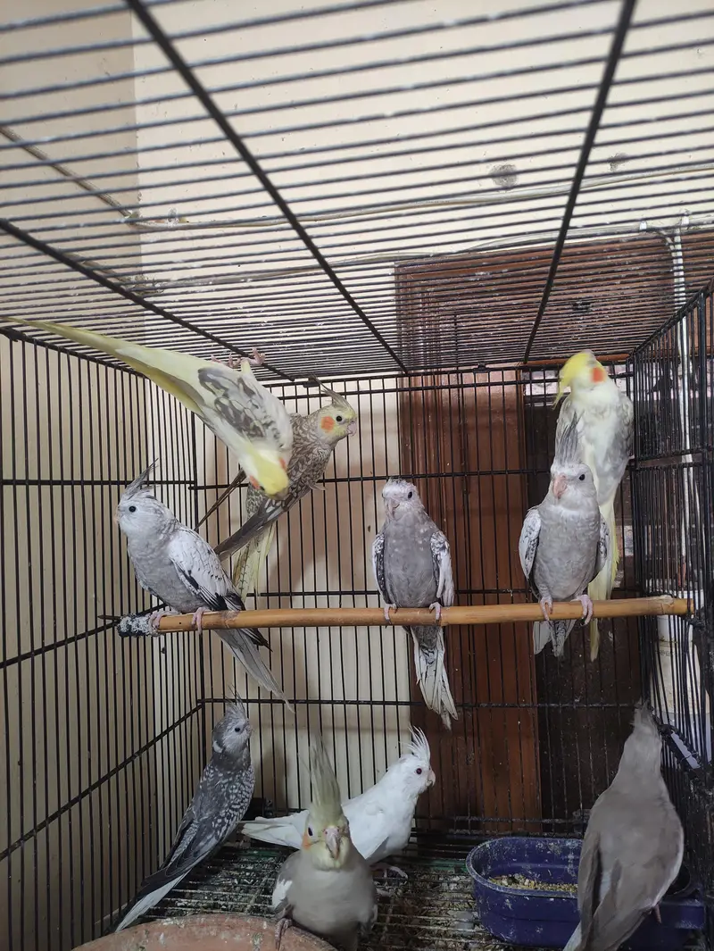 Cocktail Parrot for Sale — photo 4