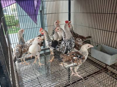 Dhandharvi breed