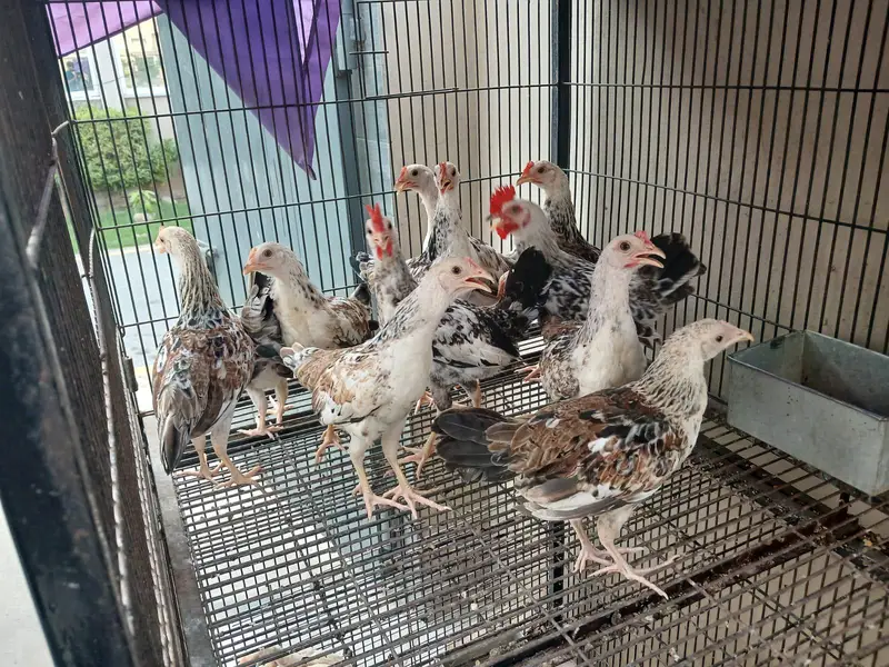 Dhandharvi breed — photo 2