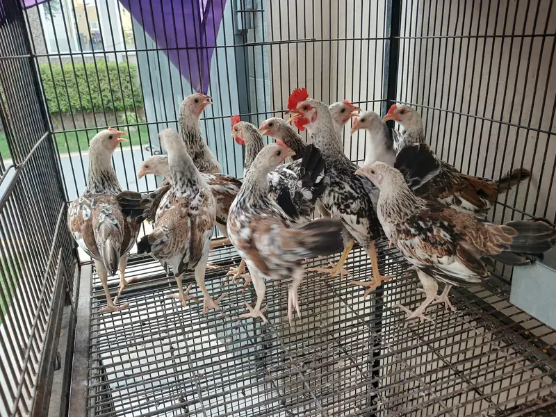 Dhandharvi breed — photo 3