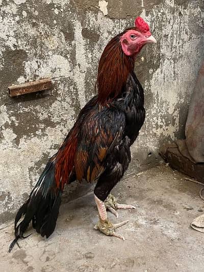 top quality mianwali aseel murga and murgi for sale