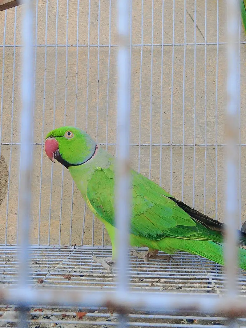 pair sale