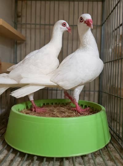 Paper white Danish Breeder pair with eggs For sale