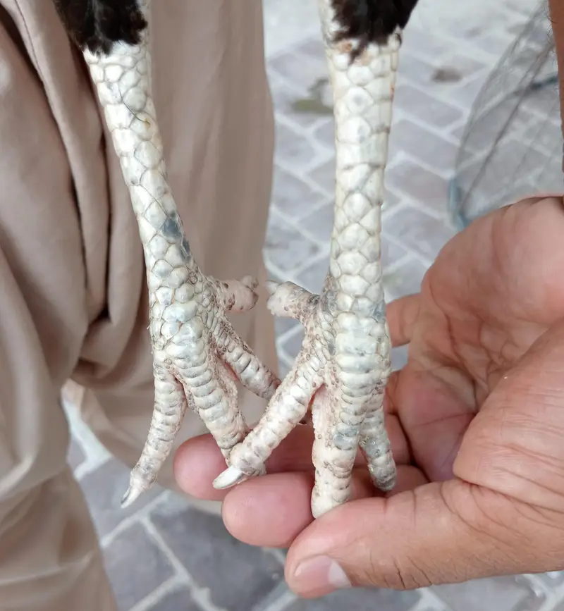 Aseel murgi — photo 3