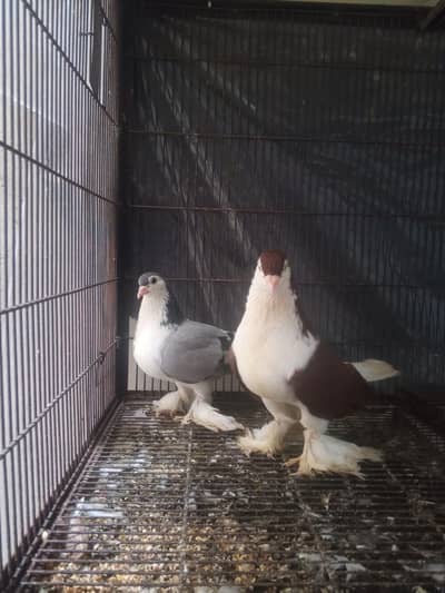king size sherazi, breeder pair Lahore sherazi