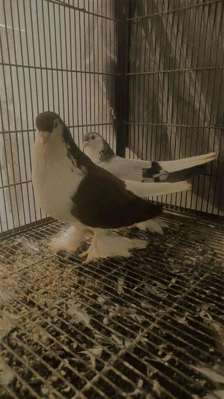 king size sherazi, breeder pair Lahore sherazi — photo 2