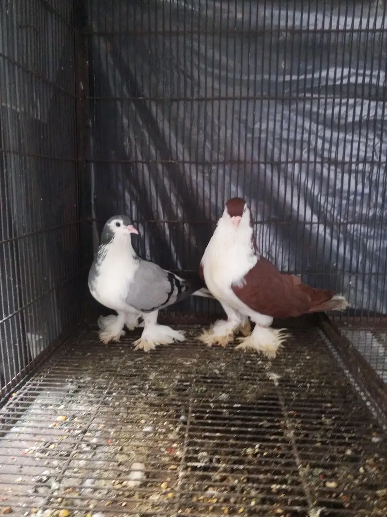 king size sherazi, breeder pair Lahore sherazi — photo 3