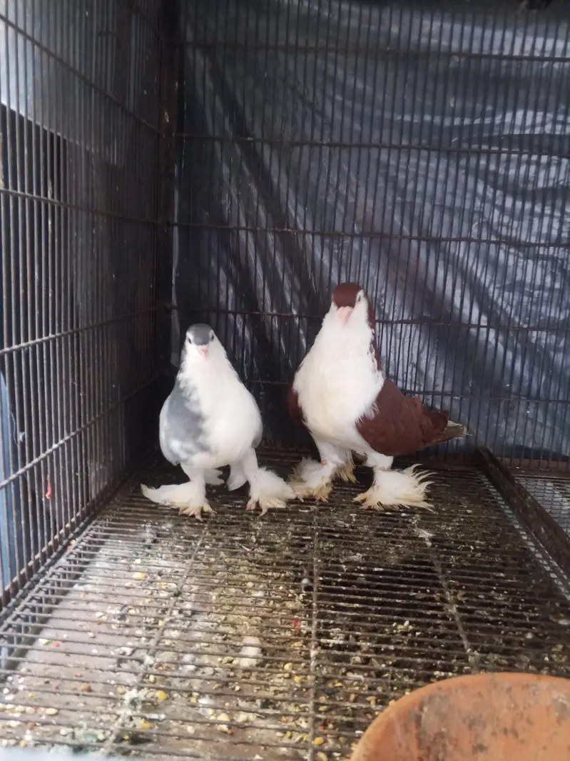 king size sherazi, breeder pair Lahore sherazi — photo 4