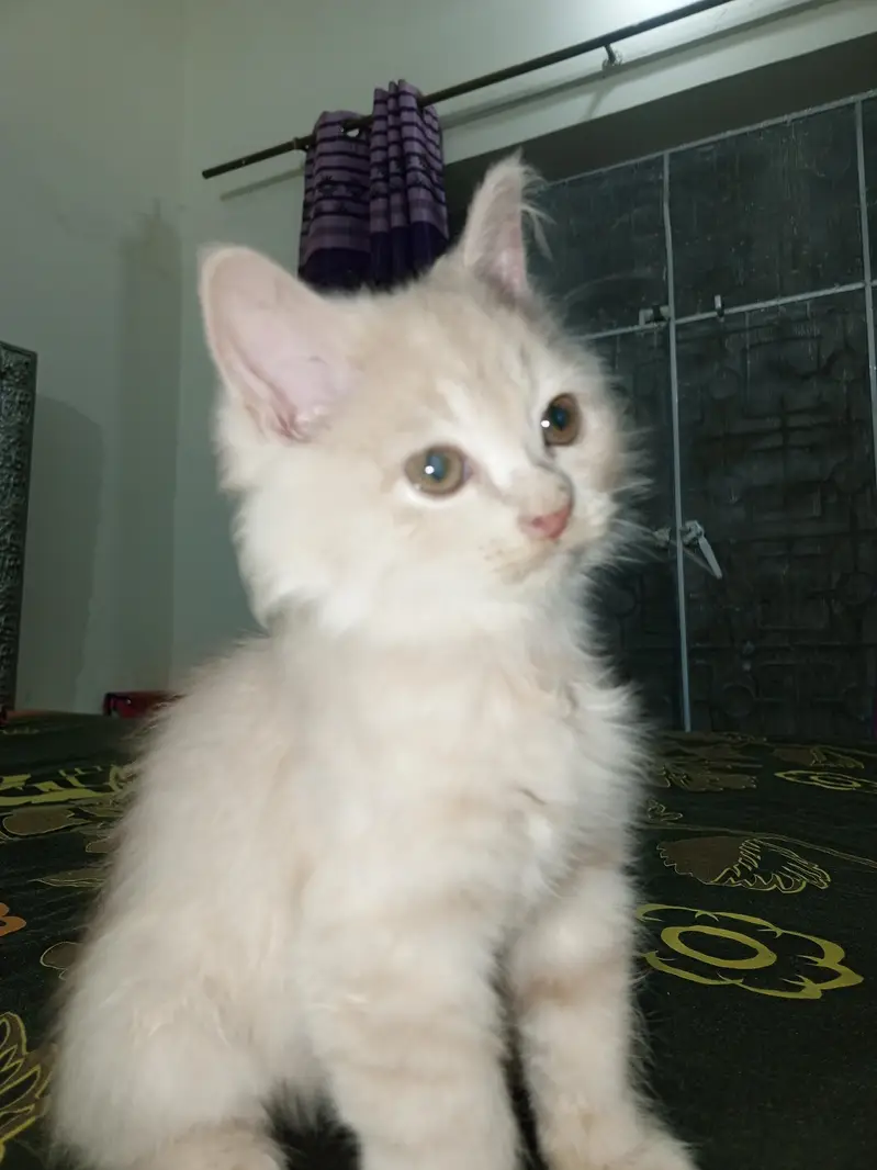 2 Beautiful Persian Double Coated kittens — photo 2
