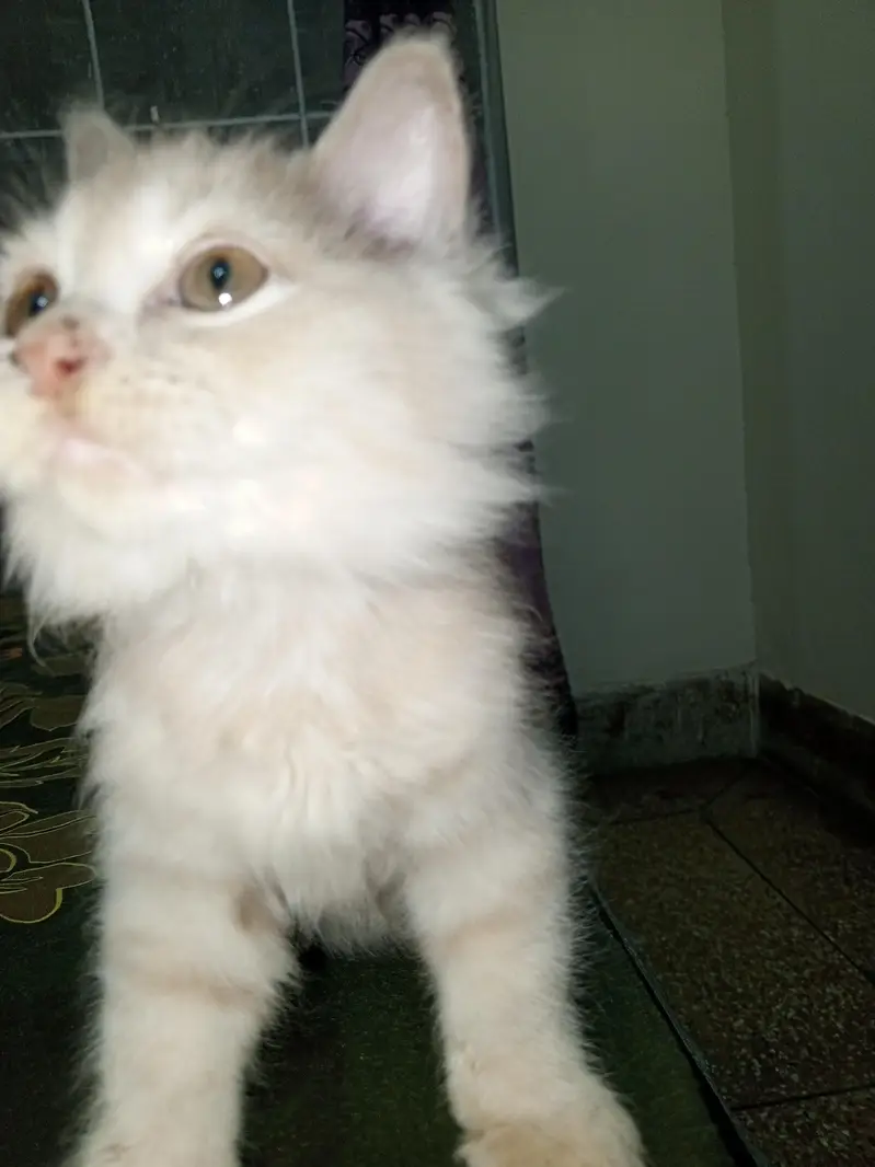 2 Beautiful Persian Double Coated kittens — photo 3