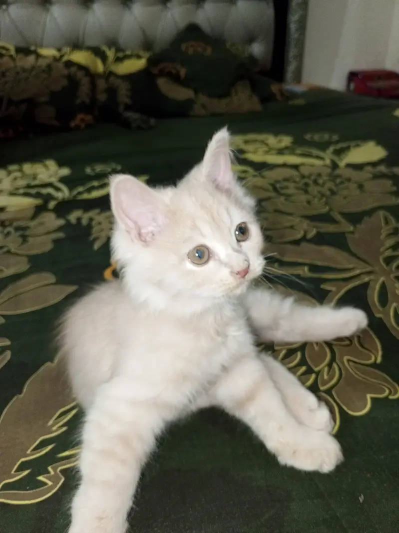 2 Beautiful Persian Double Coated kittens — photo 4