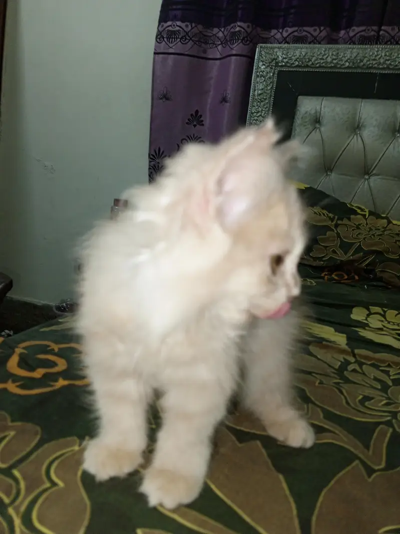 2 Beautiful Persian Double Coated kittens — photo 5