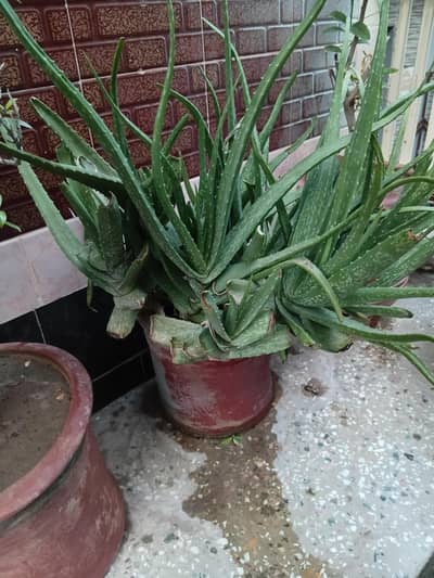 Alovera plant for sale
