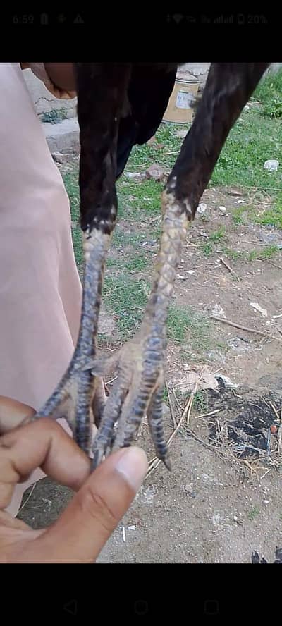 pure aseel