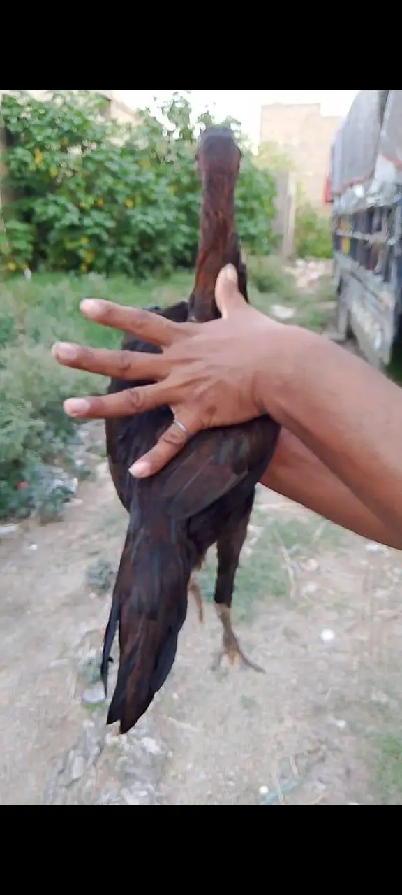 pure aseel — photo 3