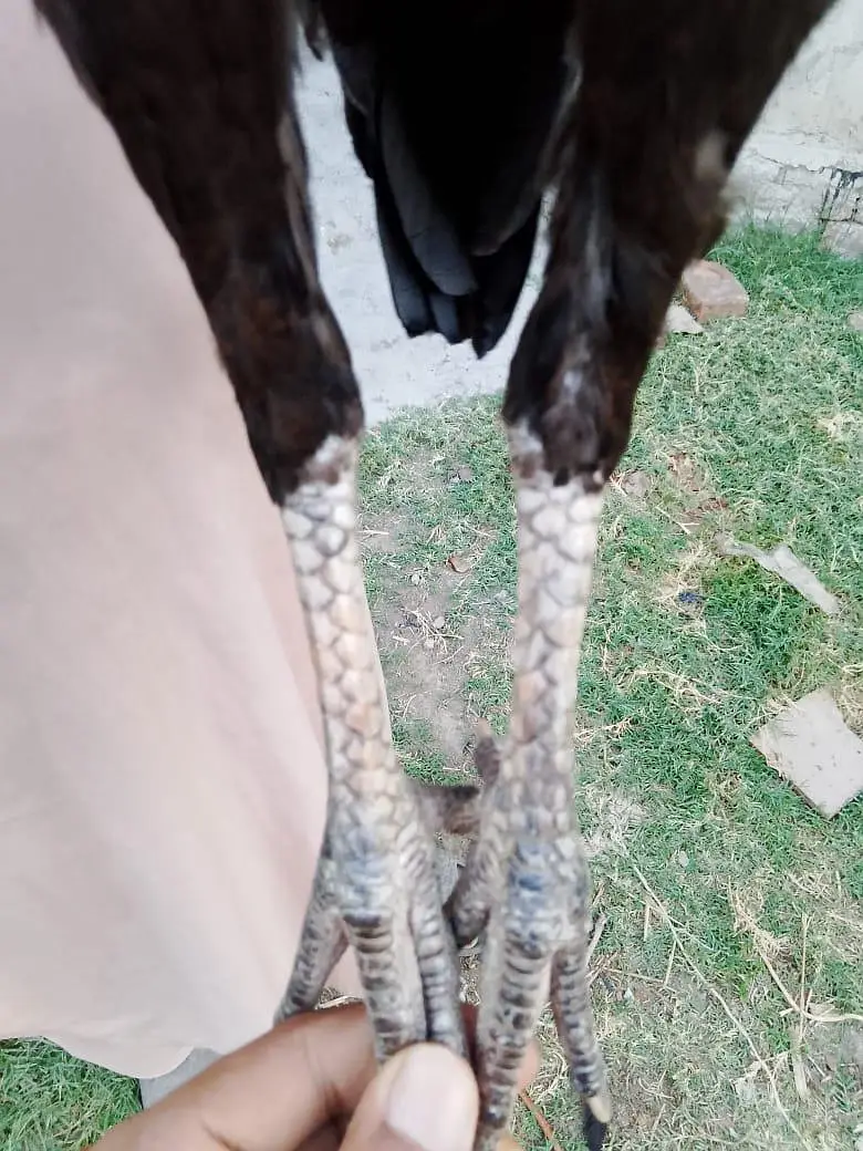 pure aseel — photo 8