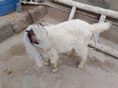 Bakra for sale