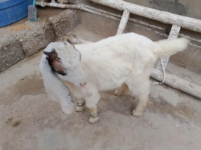 Bakra for sale