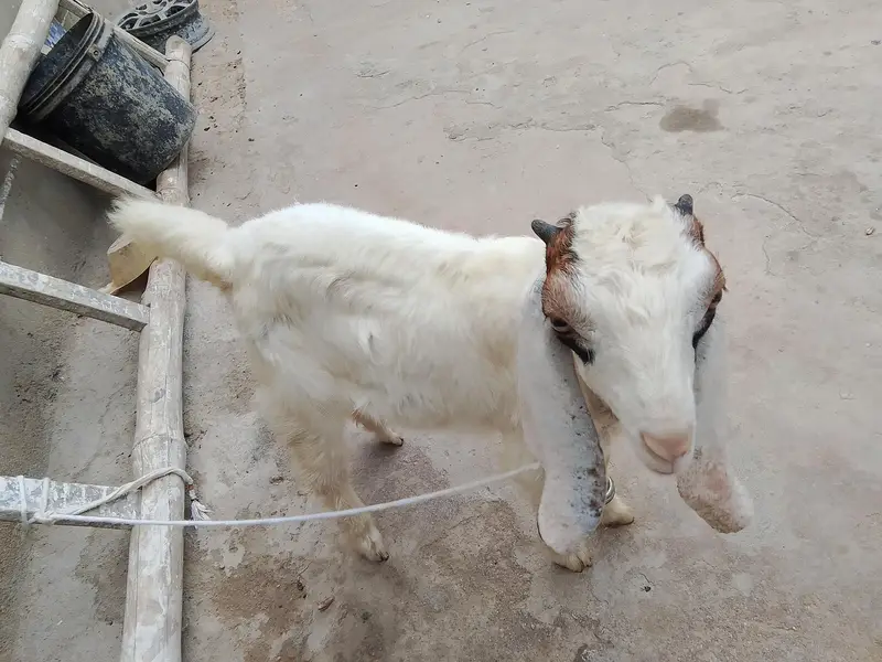 Bakra for sale — photo 2