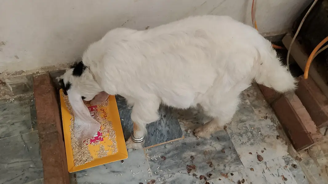 Bakra for sale — photo 3