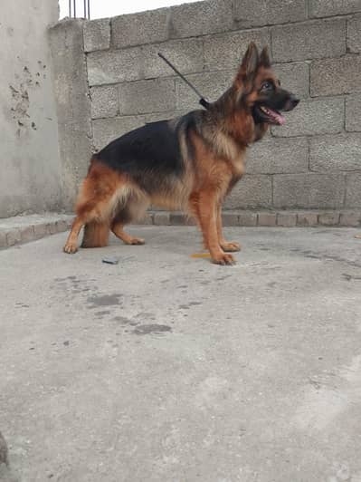 longcort mated German shepherd female for sale