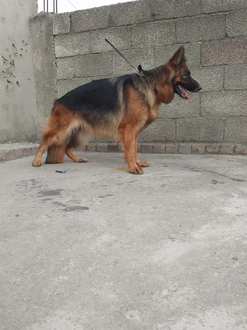 longcort mated German shepherd female for sale — photo 2
