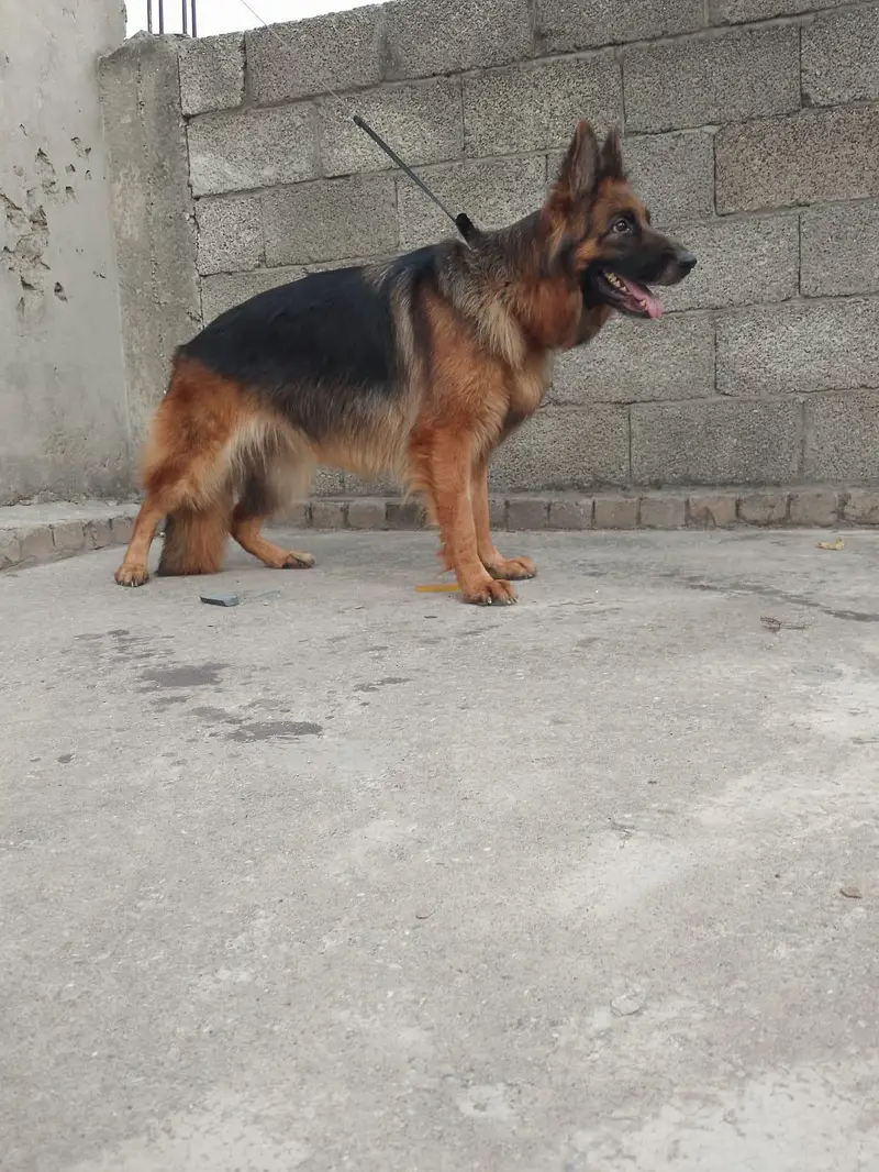 longcort mated German shepherd female for sale — photo 3