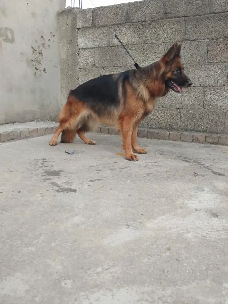 longcort mated German shepherd female for sale — photo 4